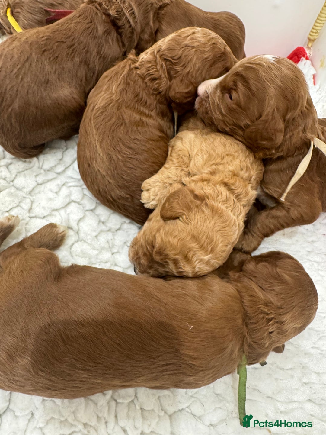 Aussiedoodle dogs for sale: Australian labradoodle puppies  - Image 14
