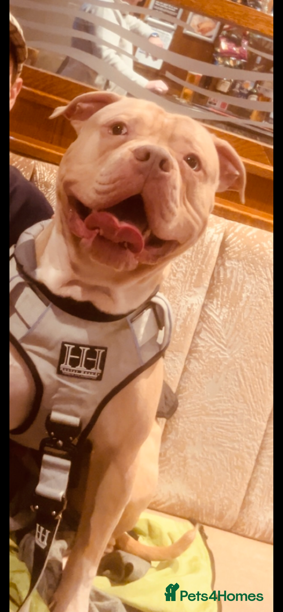 American Bulldog dogs for stud: American bulldog X for stud  - Advert 7