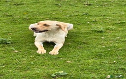Labrador Retriever dogs for sale: Cream Adult Female Labrador  - Image 2