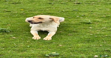 Labrador Retriever dogs - Advert 14