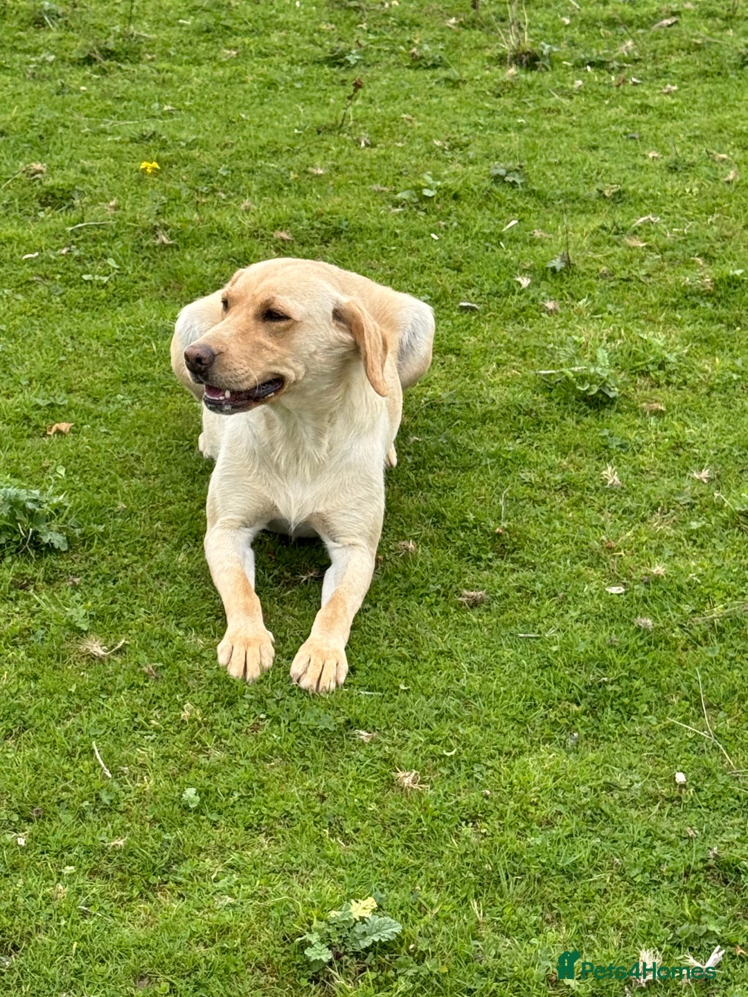 Labrador Retriever dogs for sale: Cream Adult Female Labrador  - Image 2
