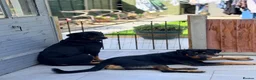 Rottweiler dogs for sale: Tilly’s puppies  - Advert 20