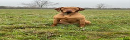 Hungarian Vizsla dogs for stud: The famous Zsivaly Champion sired imported stud in Loughborough - Advert 9
