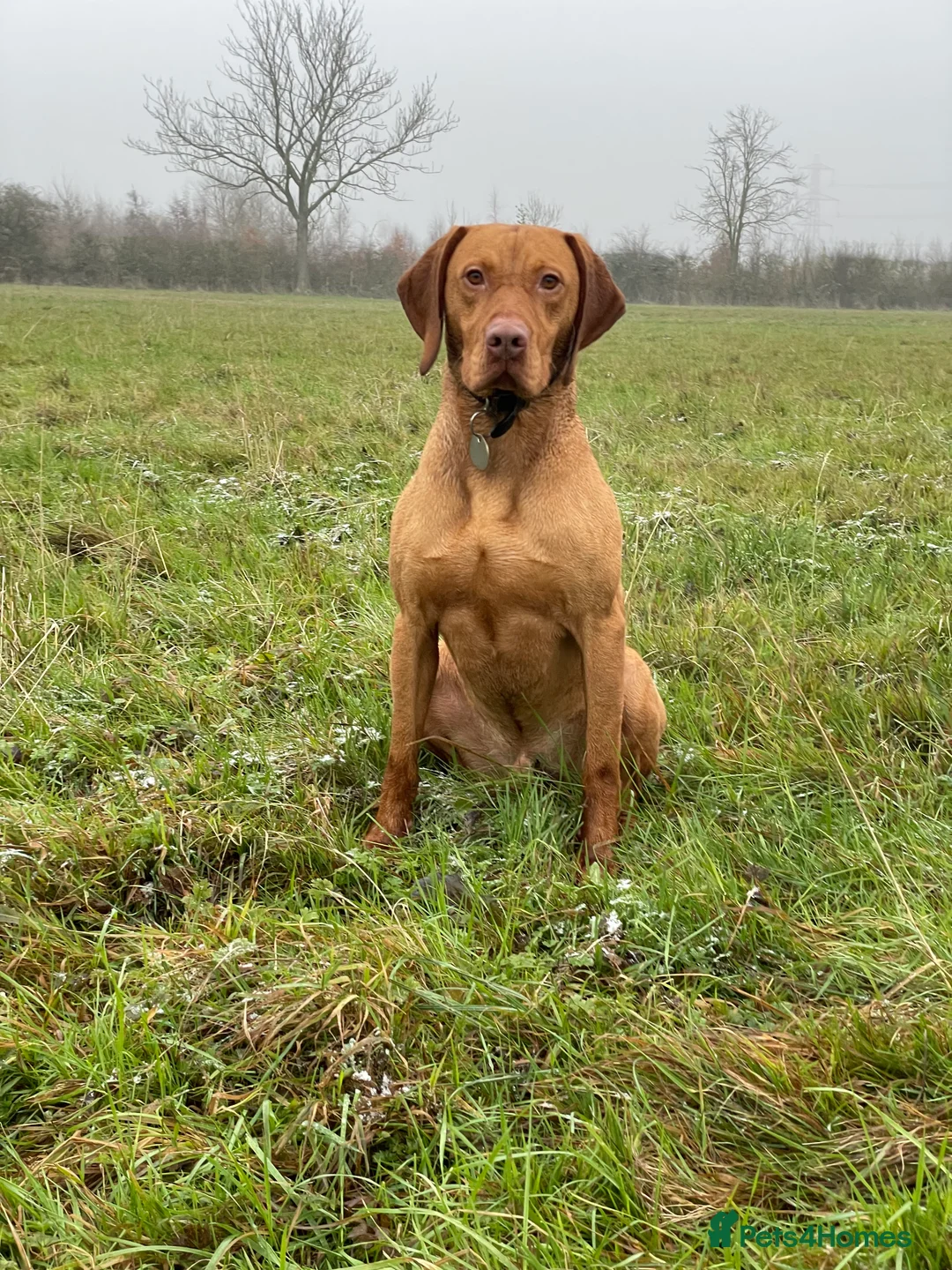 Hungarian Vizsla dogs for stud: The famous Zsivaly Champion sired imported stud in Loughborough - Advert 9