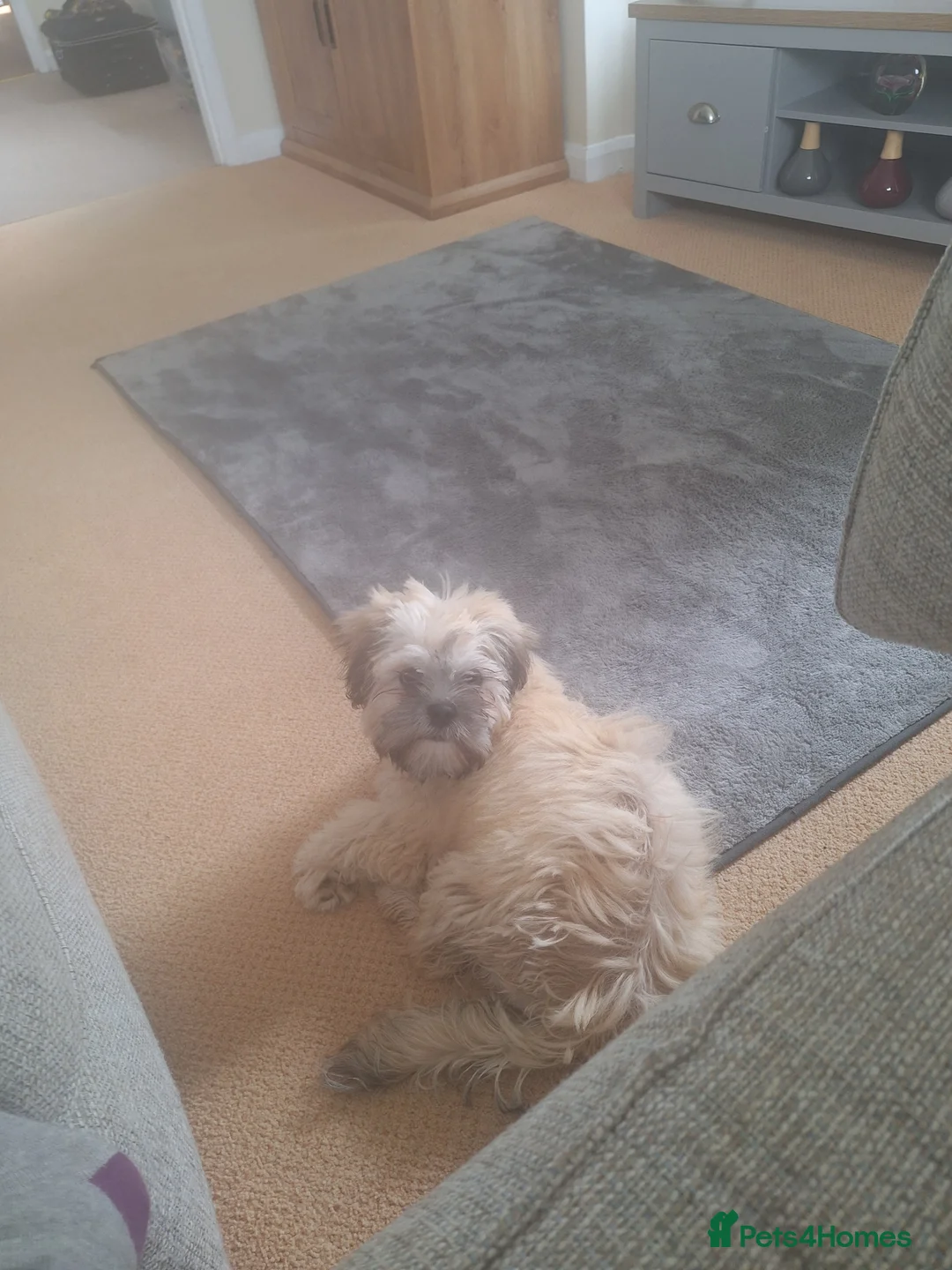 Lhasa Apso dogs for sale: Male Lhasa Apso - Advert 5