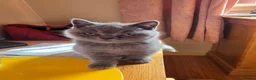 British Shorthair cats for sale: British Short Haired - Advert 12