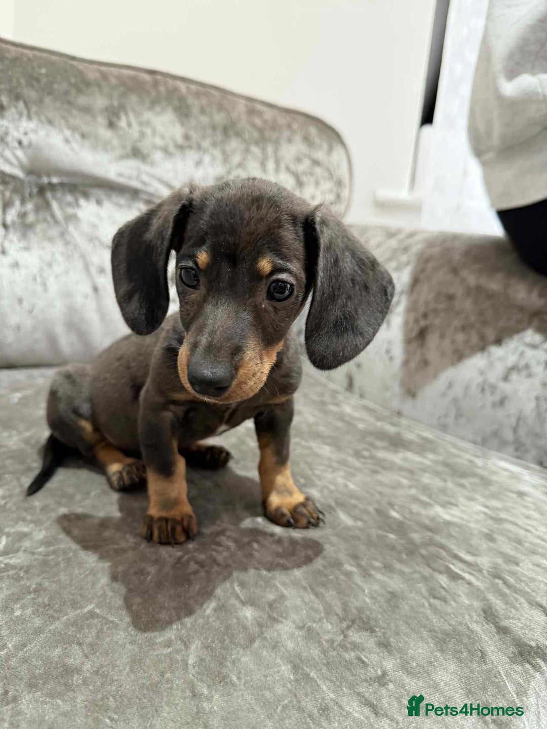 Dachshund dogs for sale: Miniature Dachshunds - Advert 14