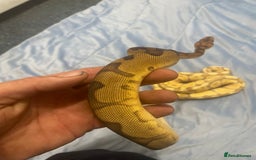 Python Snake reptiles for sale: Royal ball python - Image 9