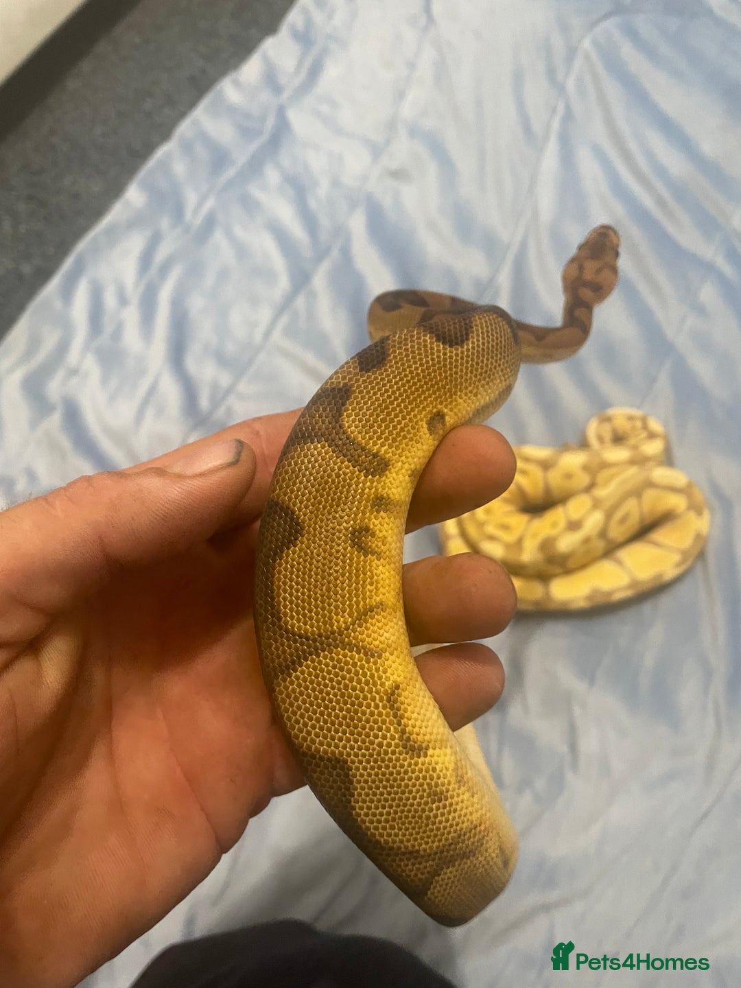 Python Snake reptiles for sale: Royal ball python - Image 9