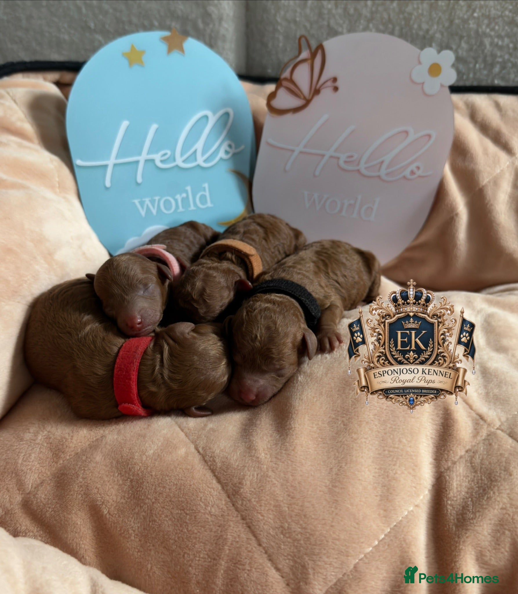 Toy Poodle dogs 🤎👑 ESPONJOSO Royal Half Asian Toy Poodles 👑🤎 - Advert 2