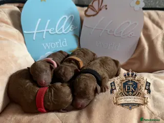 Toy Poodle dogs 🤎👑 ESPONJOSO Royal Half Asian Toy Poodles 👑🤎 - Advert 2