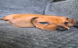 Miniature Dachshund dogs for sale: Minature dachshund male puppie - Image 2