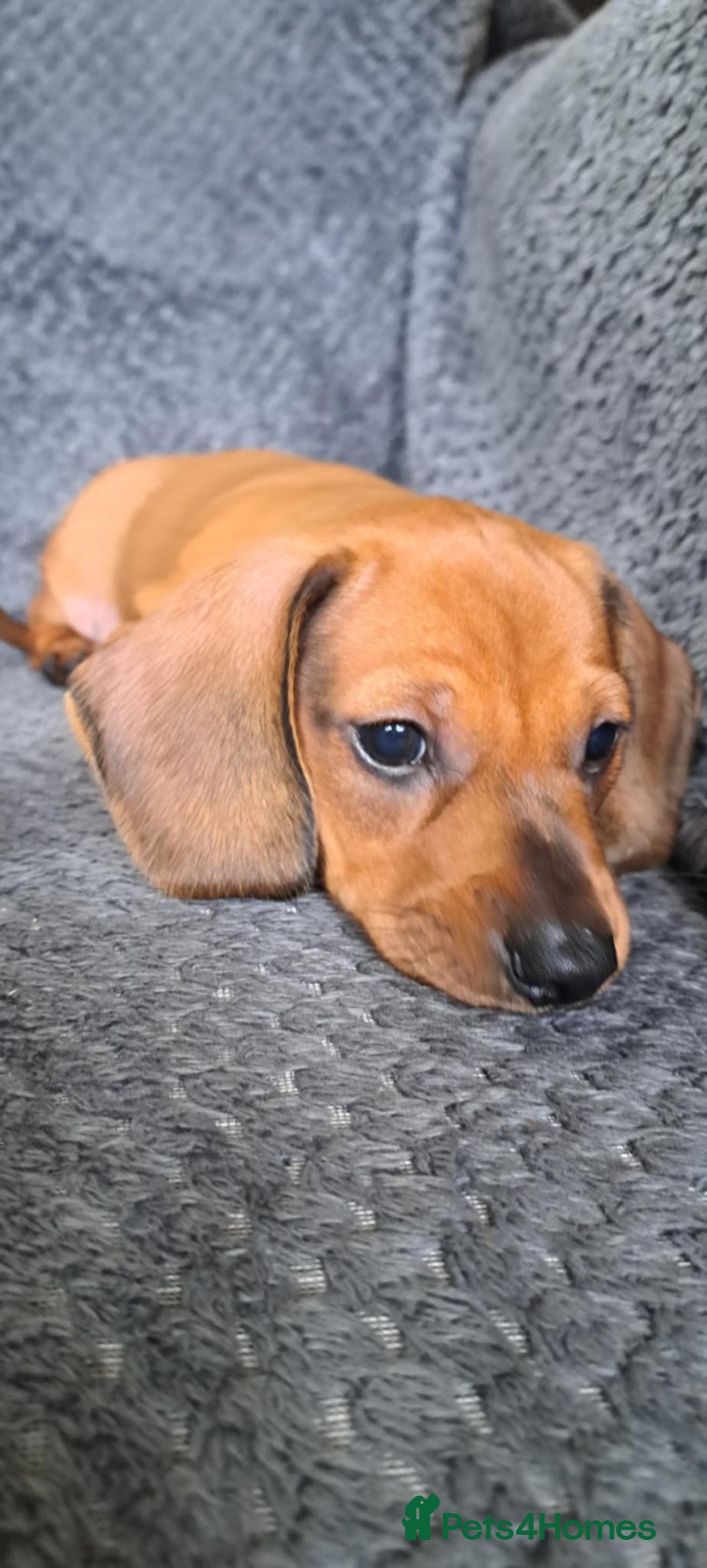 Miniature Dachshund dogs for sale: Minature dachshund male puppie - Image 2