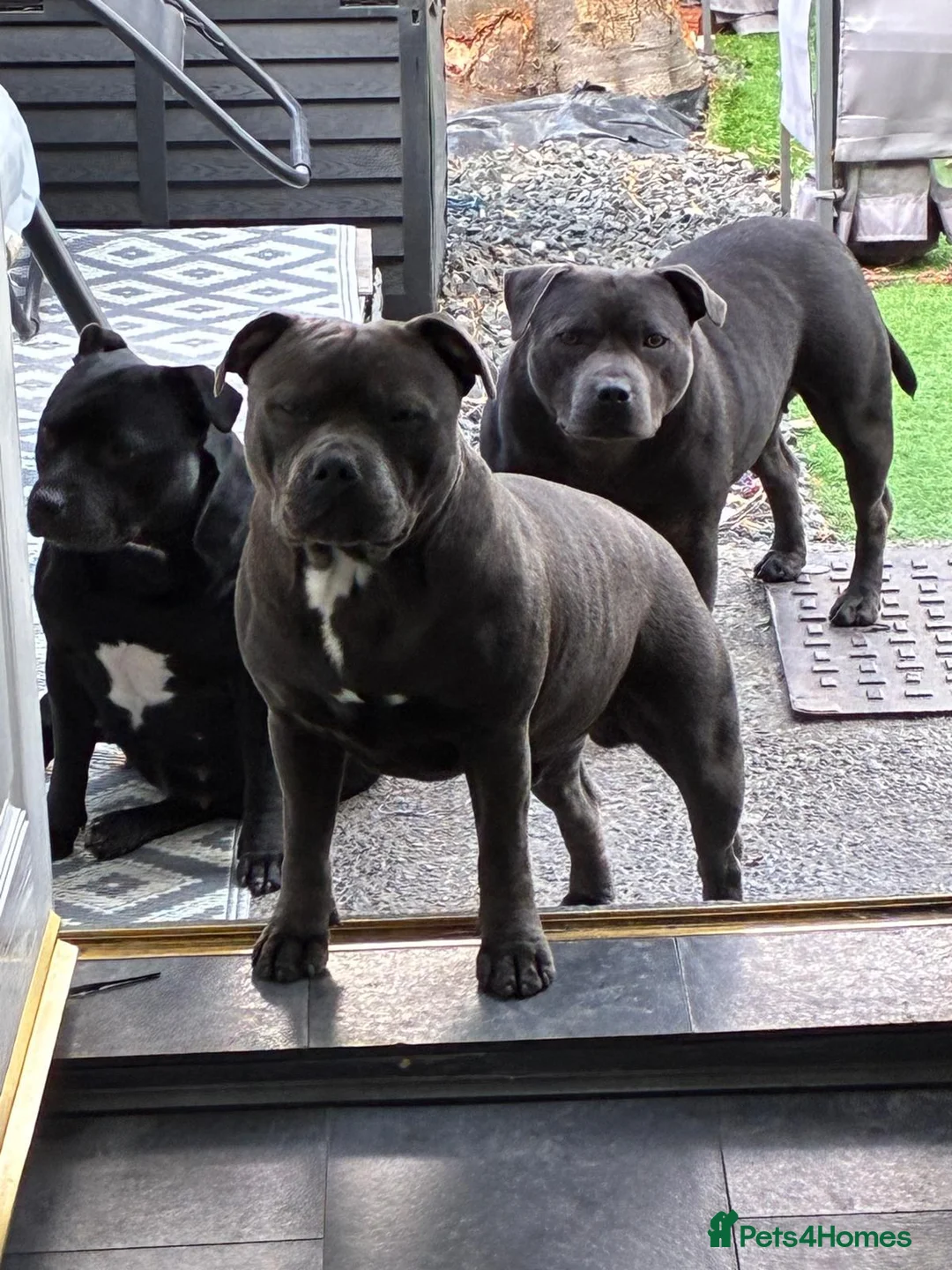 Staffordshire Bull Terrier dogs for stud: KC champion lined stud PHARON BULLSCAFF grandson - Advert 5
