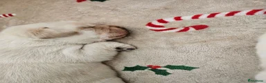 Labrador Retriever 1
