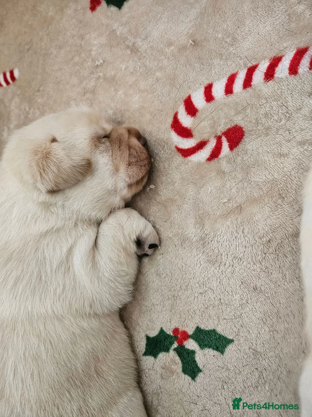 Labrador Retriever dogs for sale: Gorgeous chunky labrador puppies  - Advert 7