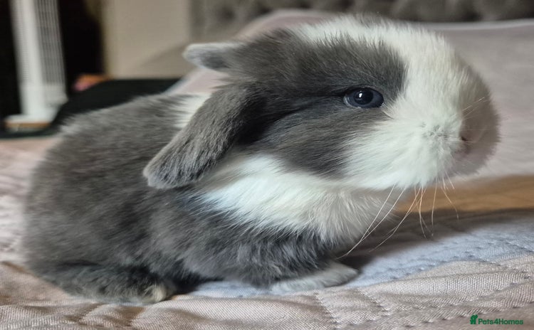 Mini Lop rabbits - Advert 1
