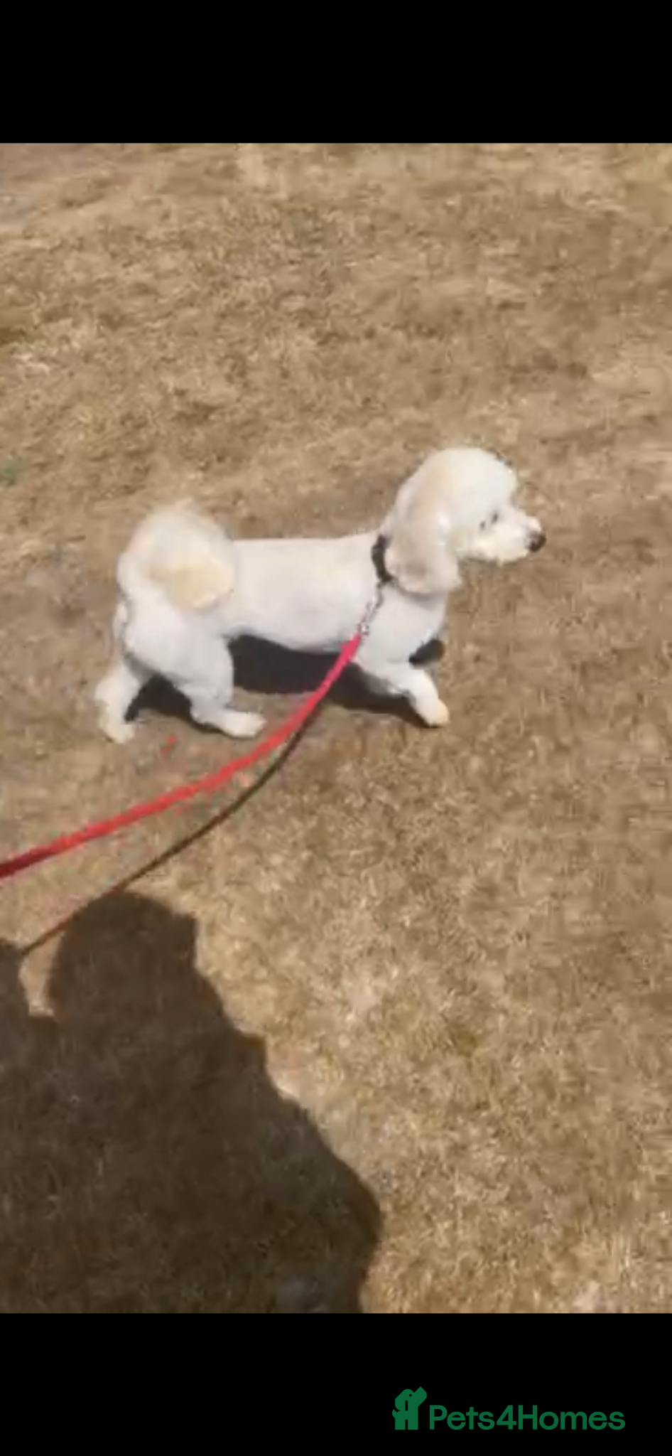 Cockapoo dogs F1b cocapoo  - Advert 2