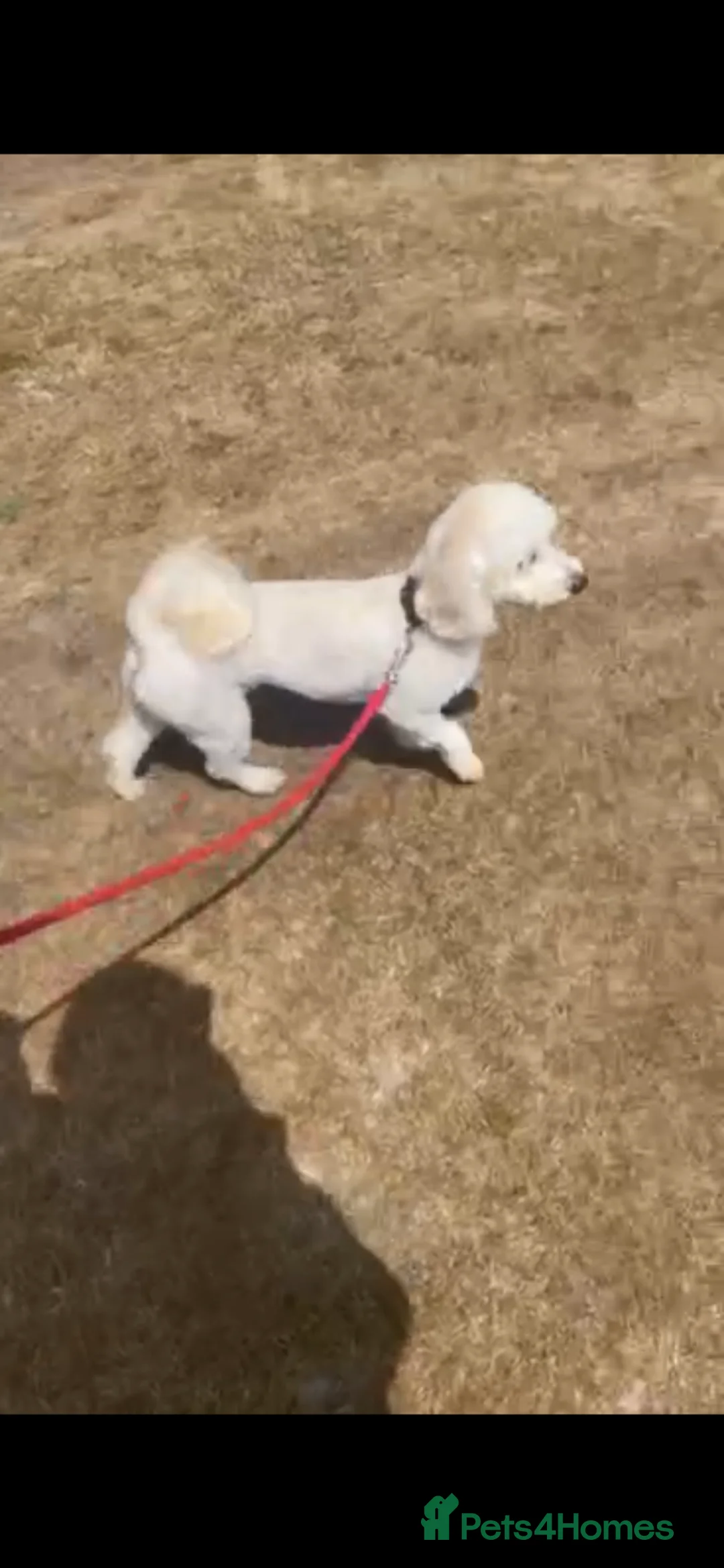 Cockapoo dogs for sale: F1b cocapoo  - Advert 2