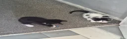 Mixed Breed cats for sale: Kittens for sale  in Newton Aycliffe - Advert 2