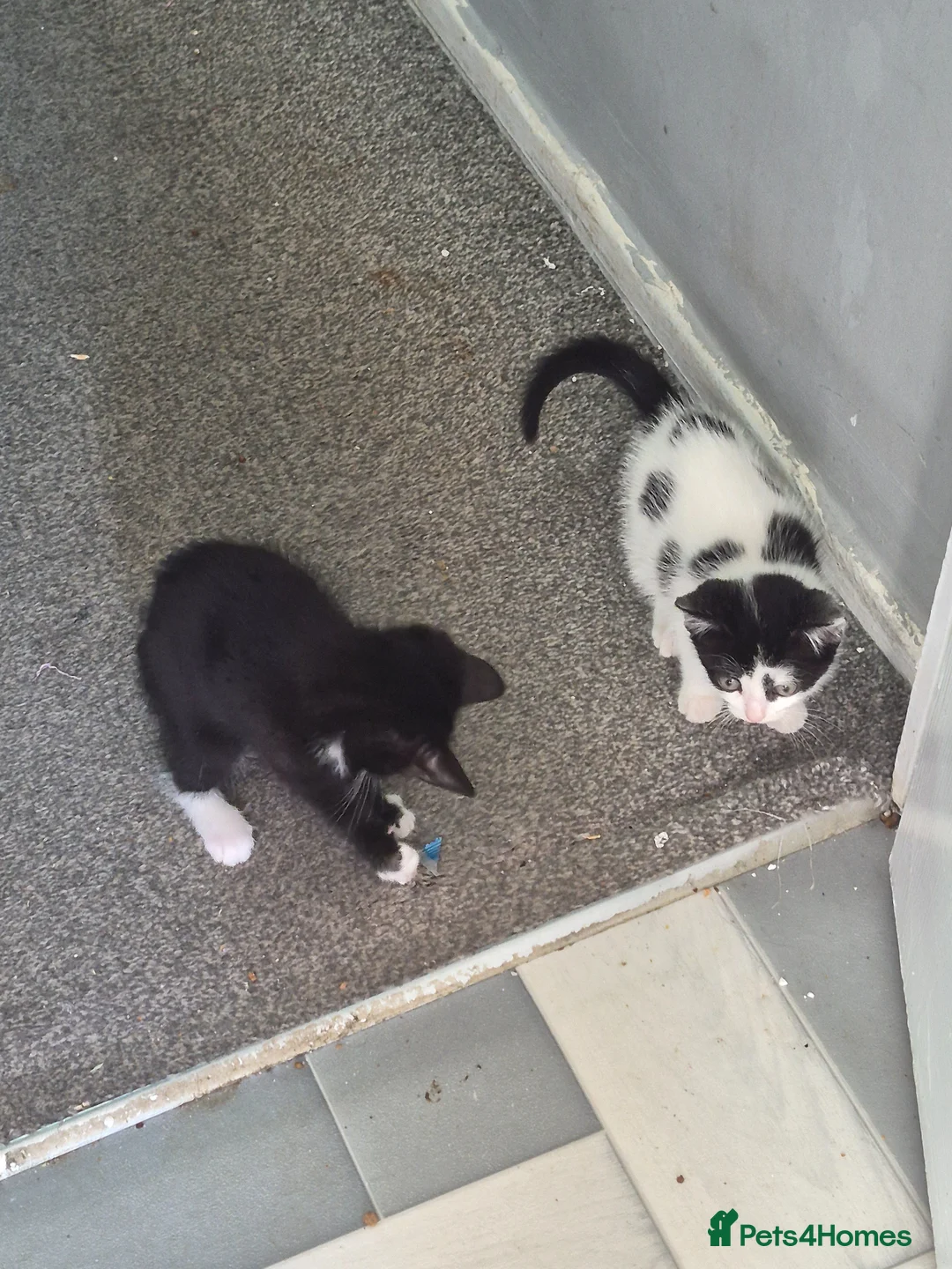 Mixed Breed cats for sale: Kittens for sale  in Newton Aycliffe - Advert 2