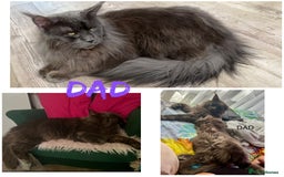 Maine Coon cats for sale: 5 Generation pedigree BLACK SMOKE kittens  - Image 37