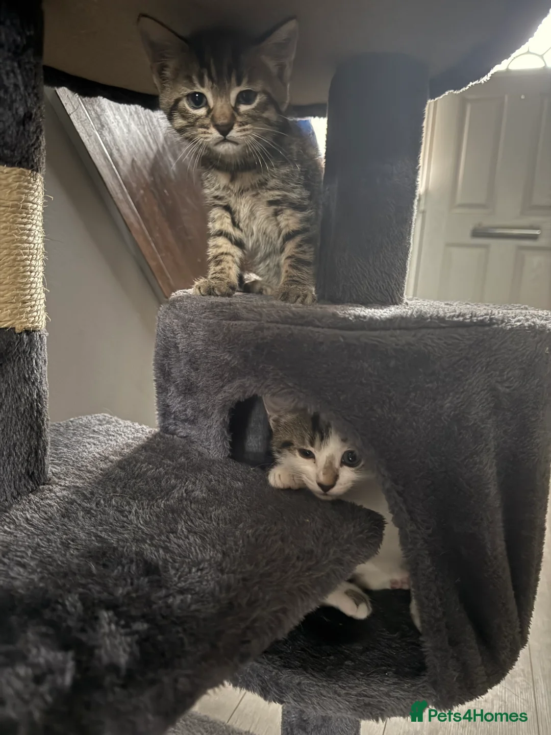 Mixed Breed cats for sale: Two kittens  - Advert 8
