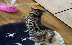 Bengal cats for sale: Bengal  - Image 10