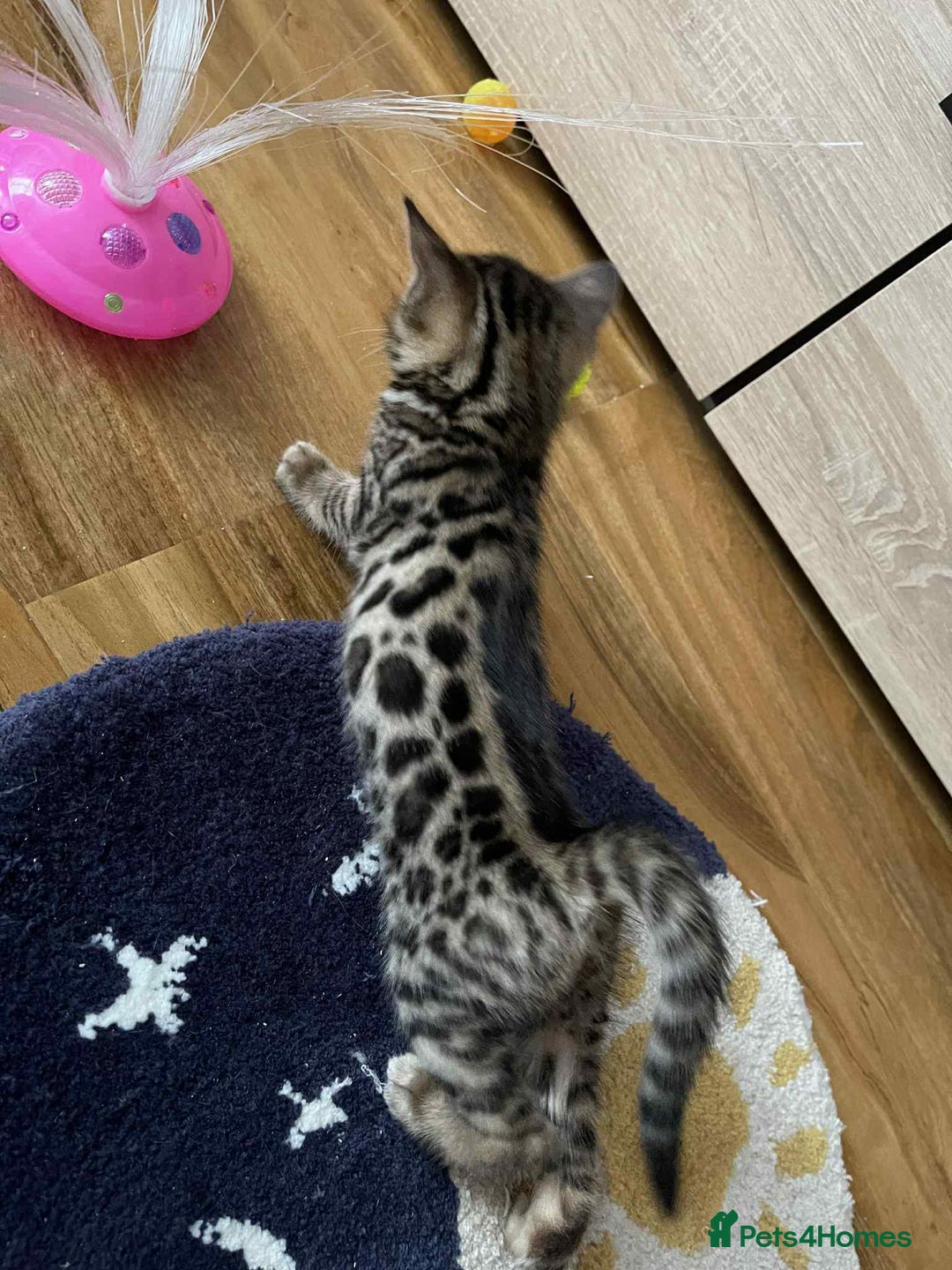 Bengal cats for sale: Bengal  - Image 10
