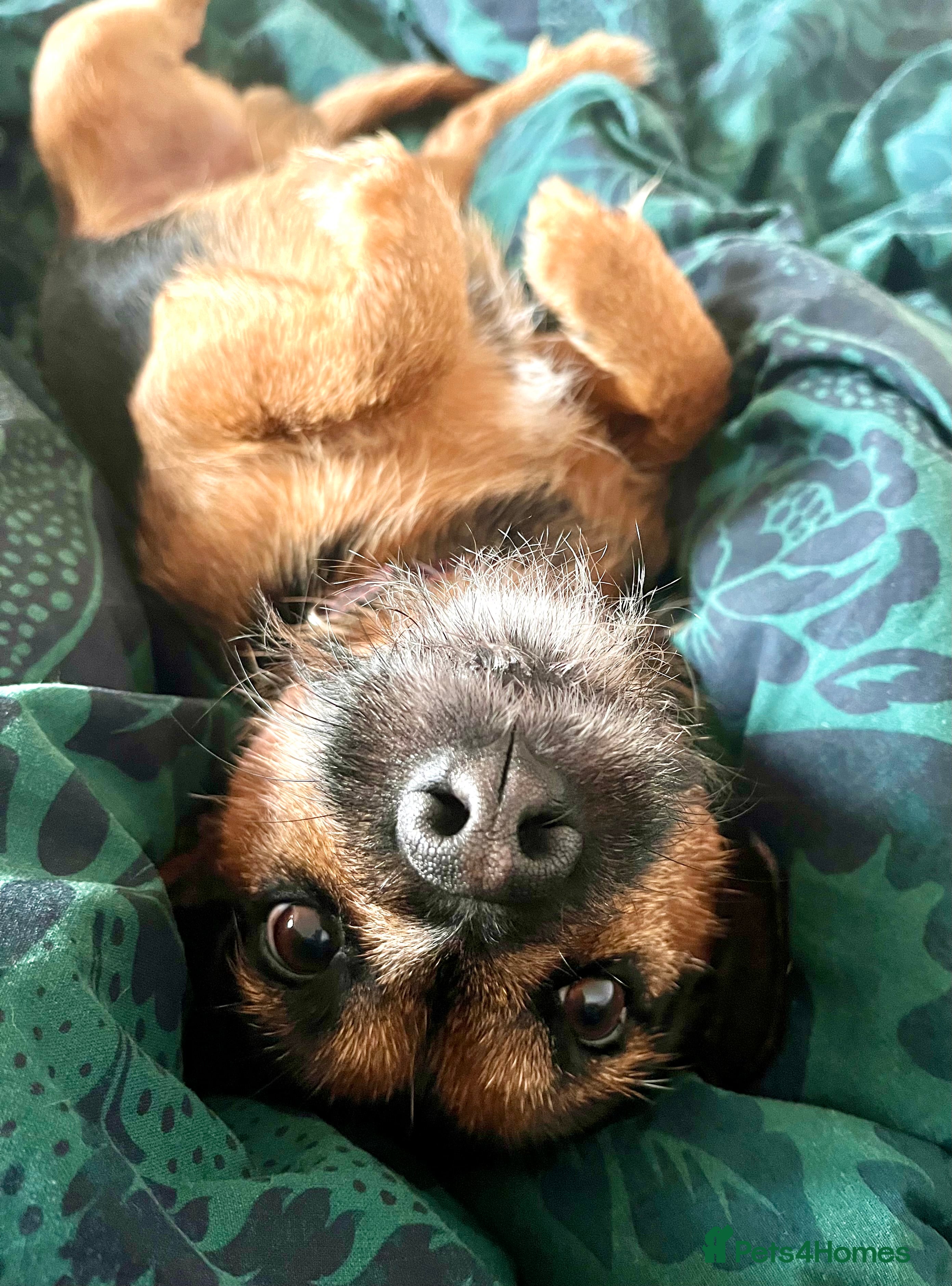 Patterjack dogs Patterjack stud - Advert 9