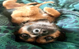Patterjack dogs for stud: Patterjack stud - Image 1