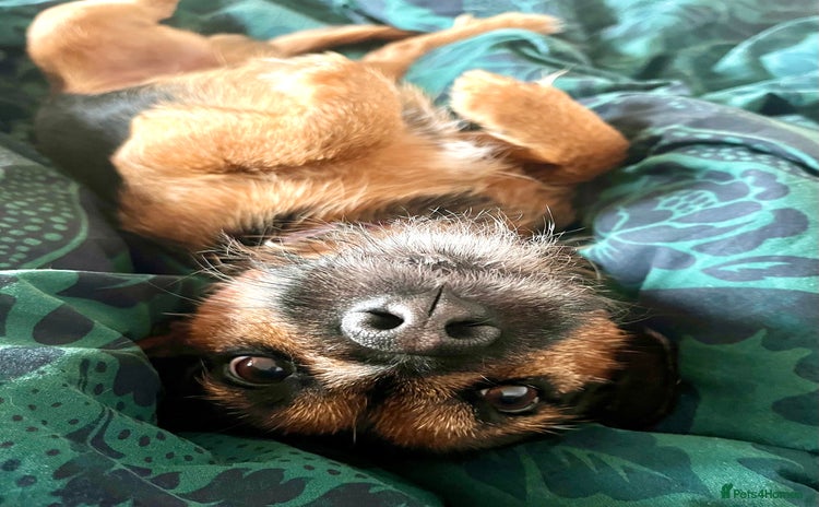 Patterjack dogs - Advert 1