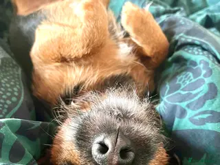 Patterjack dogs Patterjack stud - Advert 9