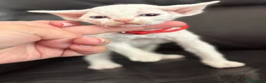 Devon Rex 4