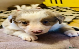 Border Collie dogs for sale: 3 left🐾Ready to leave in 2 weeks🐾Border Collie🐾 - Image 6