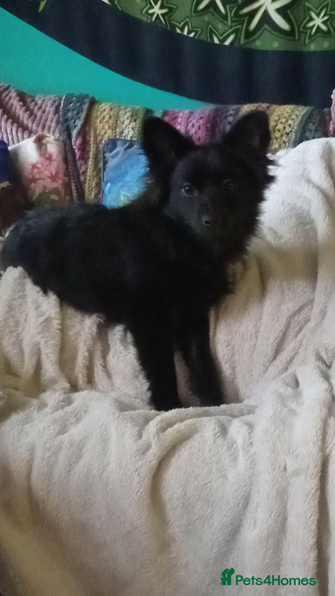 Pomchi dogs FLUFFY BEAR POM - Advert 2