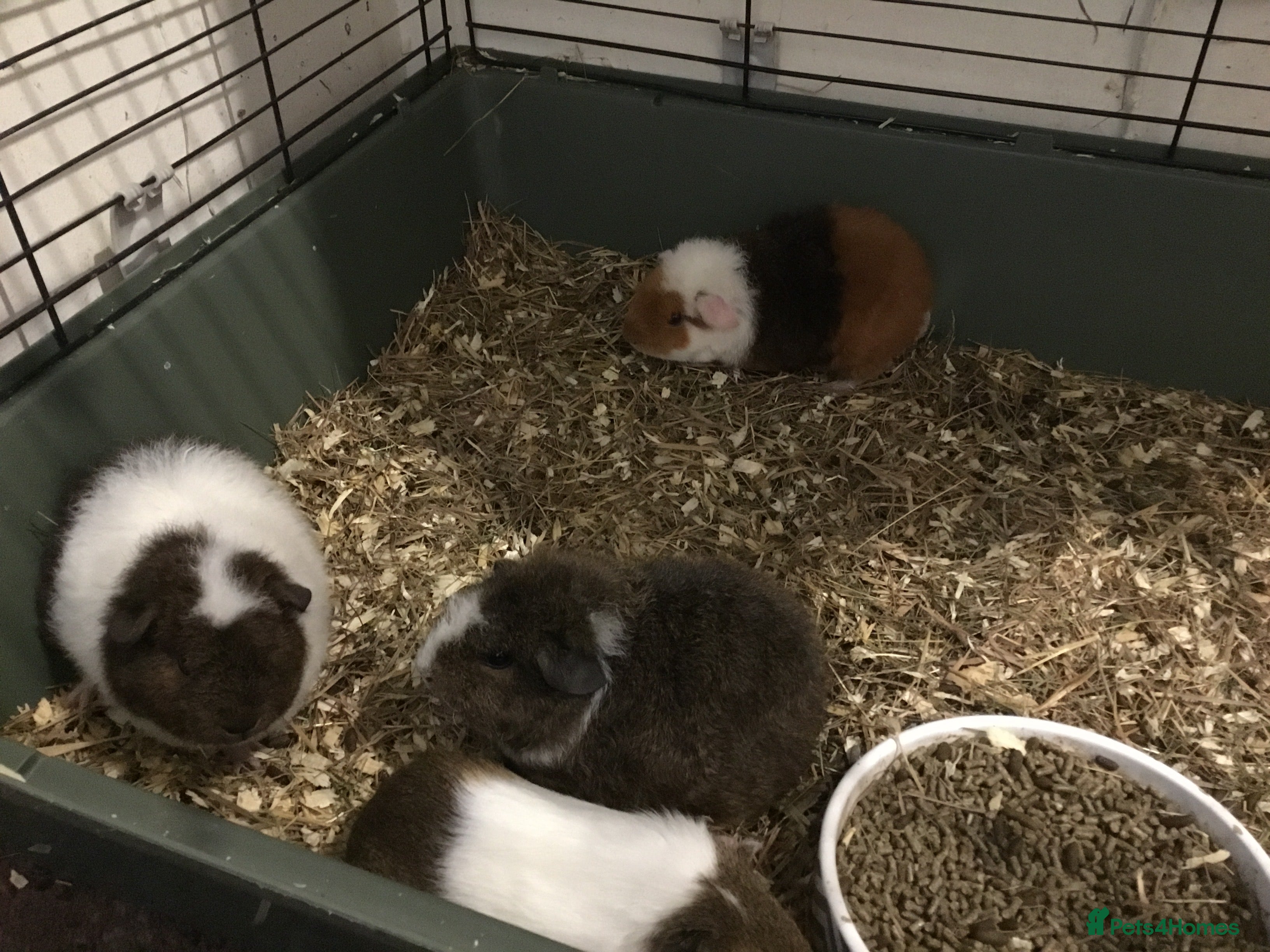 Guinea Pig rodents Selection of baby females  - Advert 1