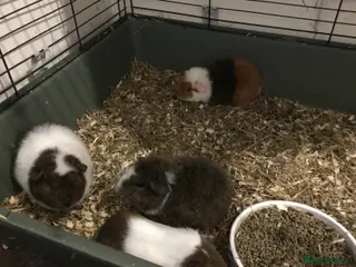 Guinea Pig rodents Selection of baby females - Advert 1