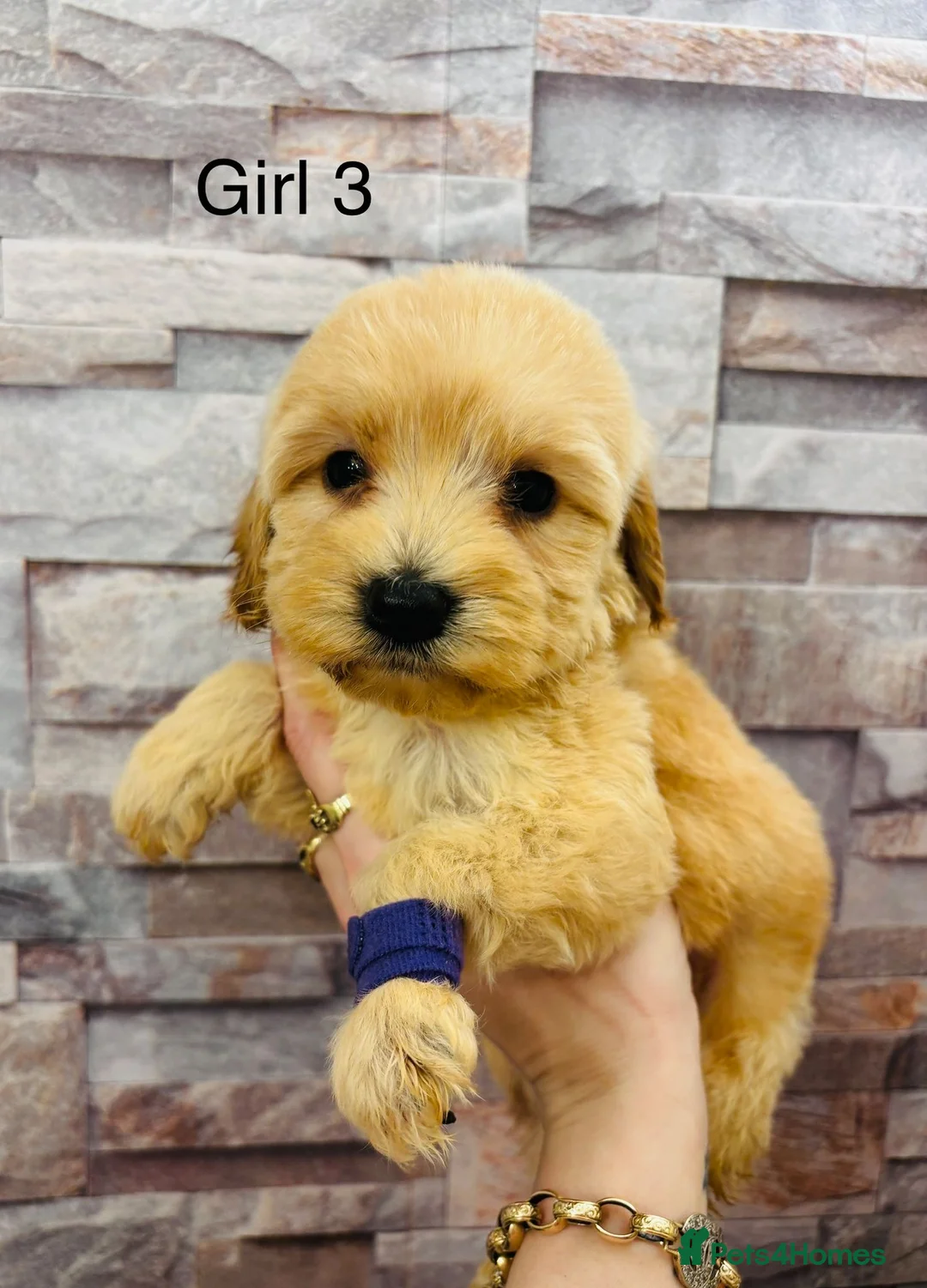 Cockapoo dogs for sale: adorable cockapoo puppies  - Advert 3
