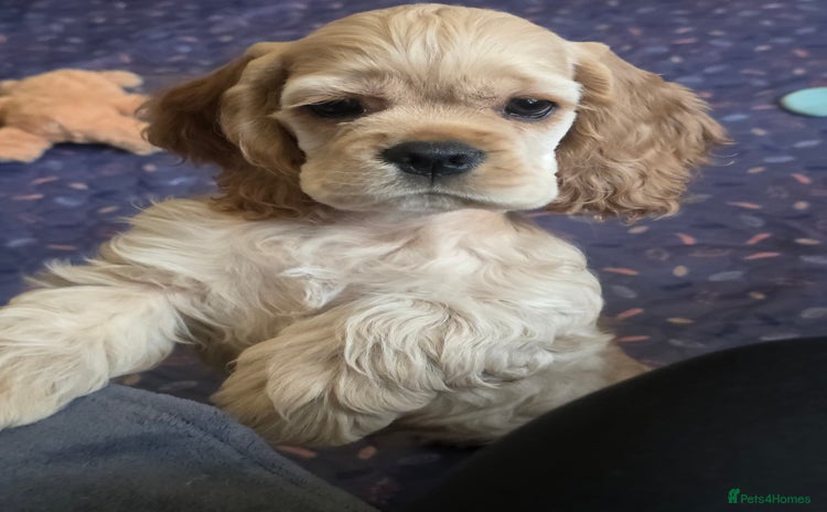 American Cocker Spaniel dogs - Advert 12