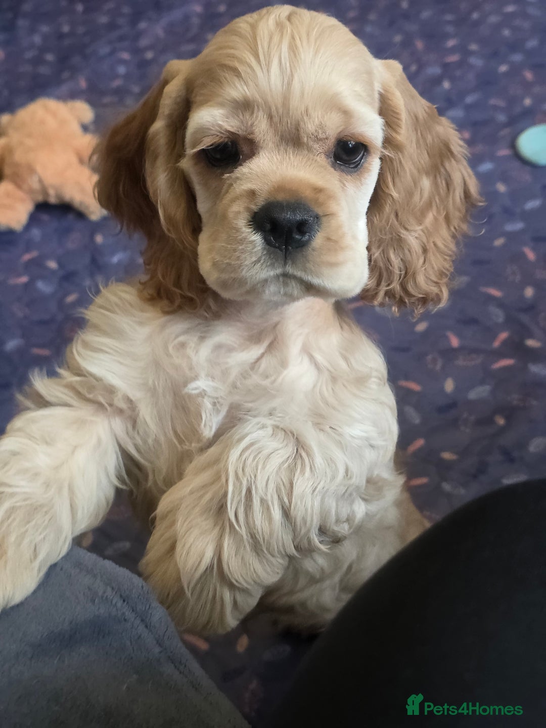 American Cocker Spaniel dogs for sale: Stunning Anerican Cocker spaniels girl - Advert 8
