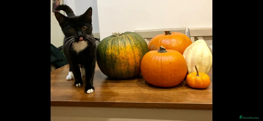 Mixed Breed cats for sale: Pumpkin & Yoshi  - Advert 7