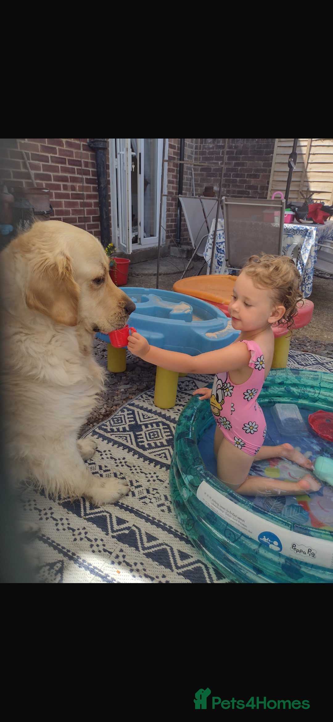 Golden Retriever dogs for sale: Gorgeous Show Type Golden Retrievers - Image 15