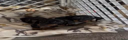 Miniature Dachshund dogs for sale: Miniature dachshund Kennel club registered  - Advert 3