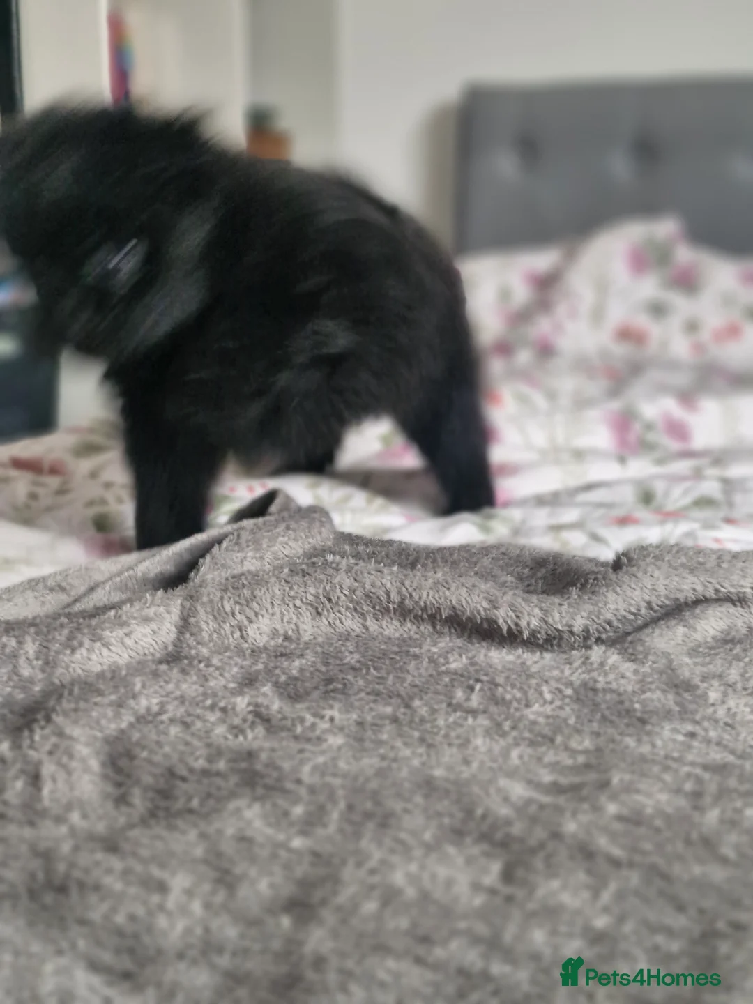 Pomapoo dogs for sale: ✨ Beautiful Pomapoo Puppies – 1,600 ✨ - Advert 10