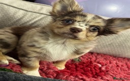 Chihuahua dogs for sale: READY TO GO.Chihuahua Long Choc Merle Girl BlueEye - Image 2