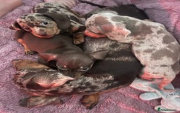 Dachshund dogs for sale: Beautiful miniature dachshunds  - Image 20
