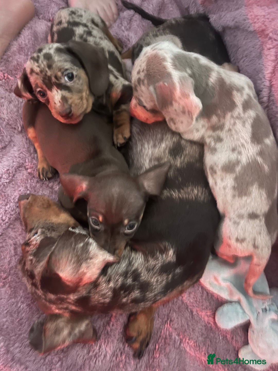 Dachshund dogs for sale: Beautiful miniature dachshunds  - Image 20
