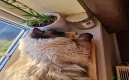 Ragdoll cats for stud: Ollie - Ragdoll Stud Available - Playful & Loving - Image 5