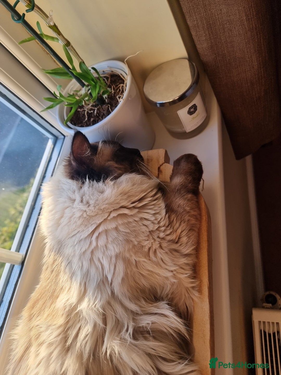 Ragdoll cats for stud: Ollie - Ragdoll Stud Available - Playful & Loving - Image 5